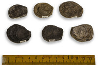 F 01545
<br/>
<br/>
<em></em>